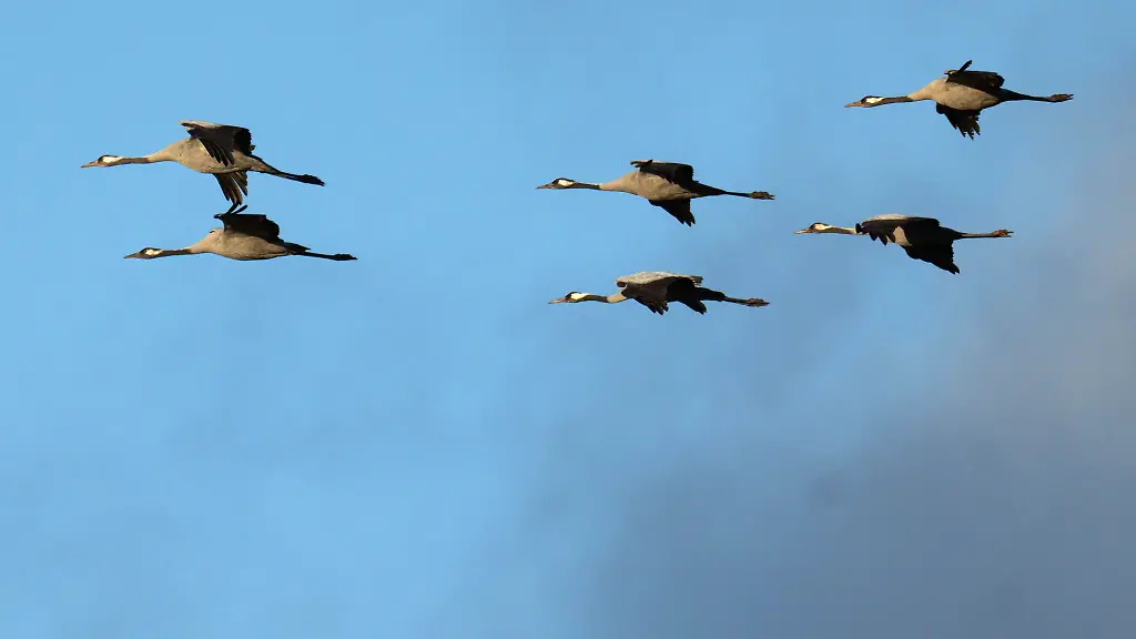 In-Sachsen-gibt-es-bislang-nur-Verdachtsfaelle-der-Vogelgrippe