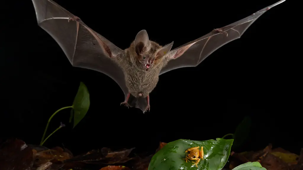 Womoeglich-effizientestes-Raubtier-der-Erde-eine-Mini-Fledermaus