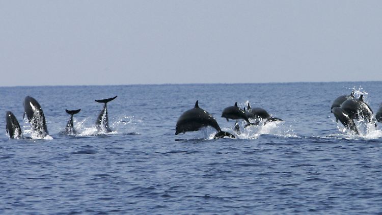 Delfine schwimmen gerne als Clique - wie hier im Pazifischen Ozean.