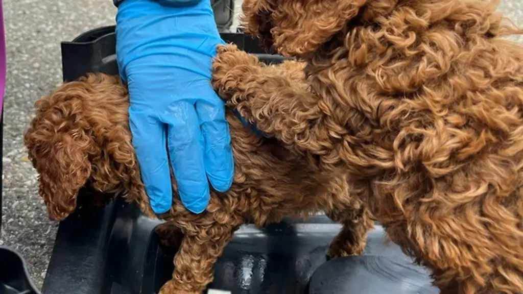 Die-Hunde-kamen-anschliessend-in-ein-Tierheim