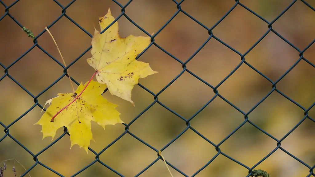 Von-gelb-bis-golden-Zwischen-Nebel-und-Sonne-klettern-die-Temperaturen-bis-17-Grad