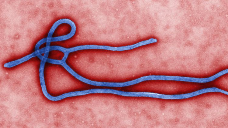 Das Ebola-Virus gehört zu den fadenförmigen Einzel-Strang-RNA-Viren. 