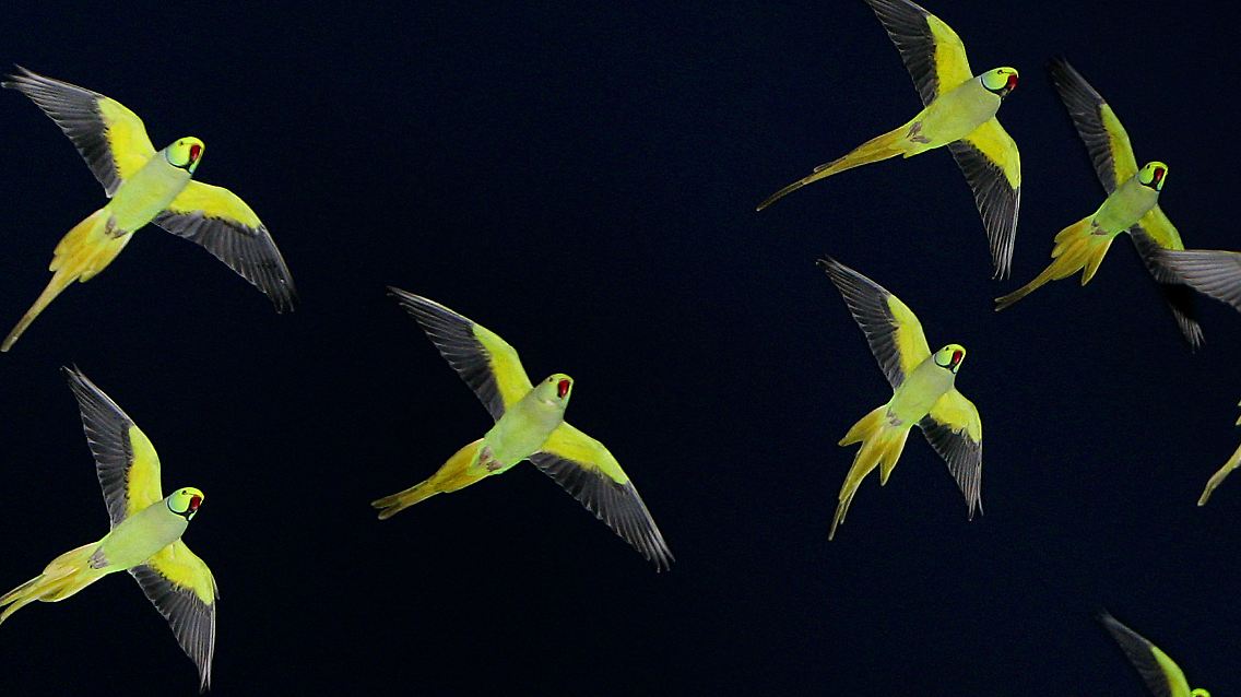 Halsbandsittiche sind die Hauptdarsteller der Installation von Greenfort.