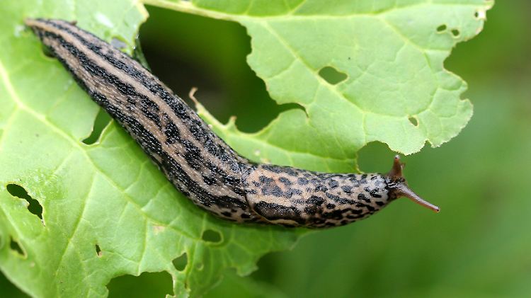Die atlantische Nacktschnecke ist nicht vergleichbar mit ihrer europäischen Verwandten zu Lande (im Bild).