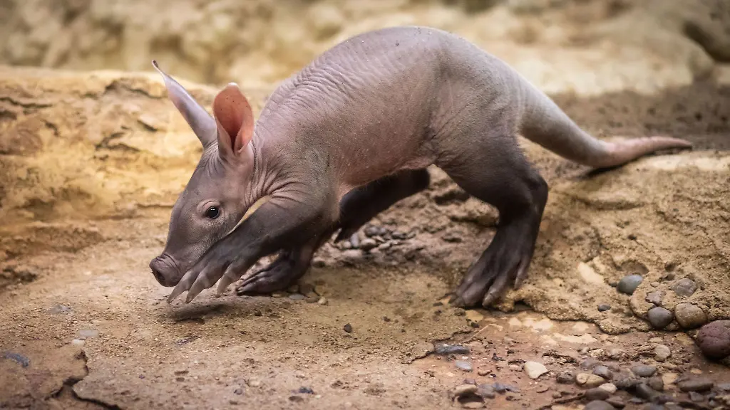 In-Frankfurt-gab-es-37-Erdferkel-Geburten-in-den-vergangenen-60-Jahren