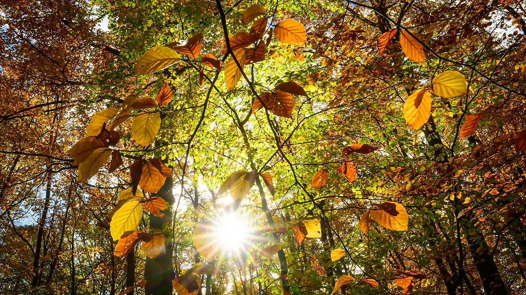 In-Berlin-und-Brandenburg-wird-es-in-den-naechsten-Tagen-sonnig
