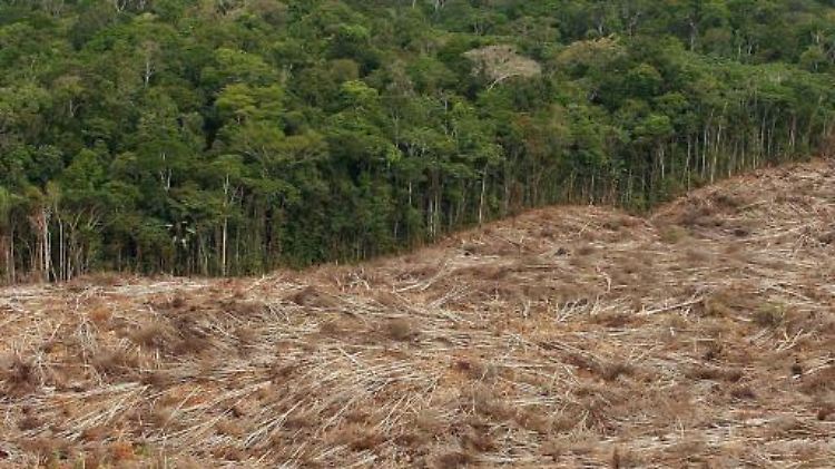Abgeholzter Regenwald in Brasilien: Das Land ist zusammen mit dem Sudan für die Hälfte des jährlichen Waldverlustes verantwortlich.