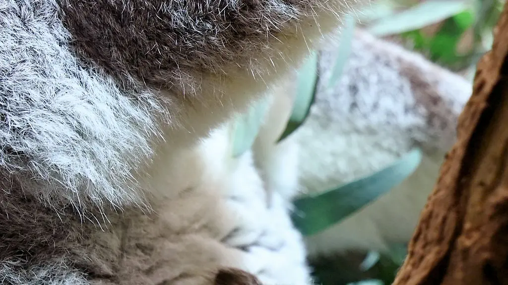 Ein-kleines-Koala-Jungtier-waechst-im-Zoo-Leipzig-heran