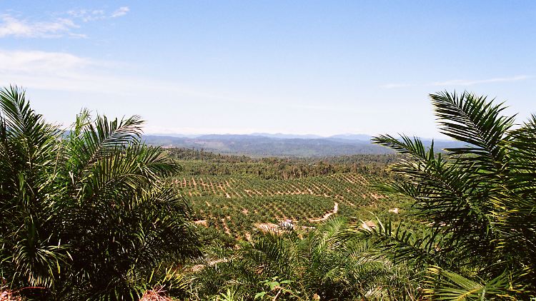 Die Wälder verschwinden: Blick über eine Palmölplantage auf Sumatra in Indonesien.