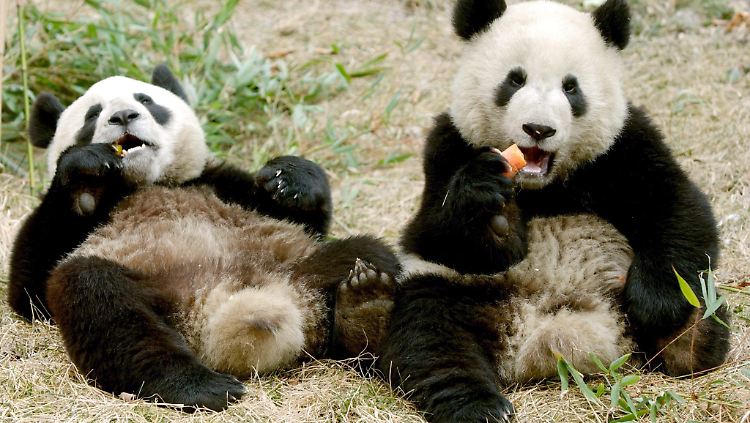 Pandas verspüren meist wenig Lust, sich zu vermehren.