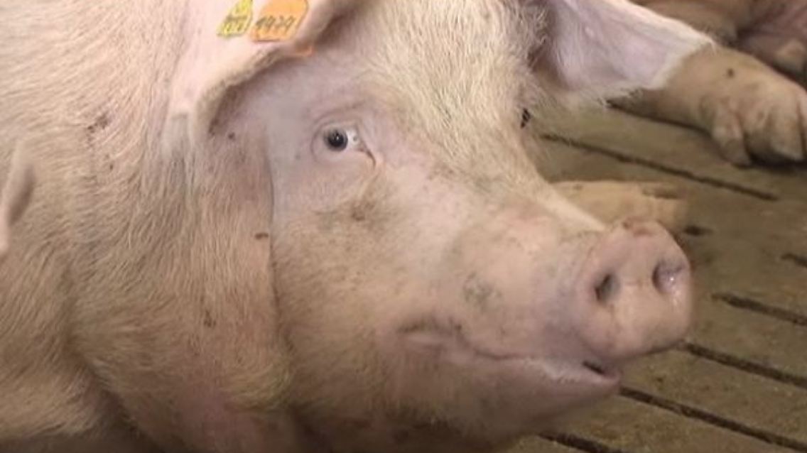 schwein.JPG