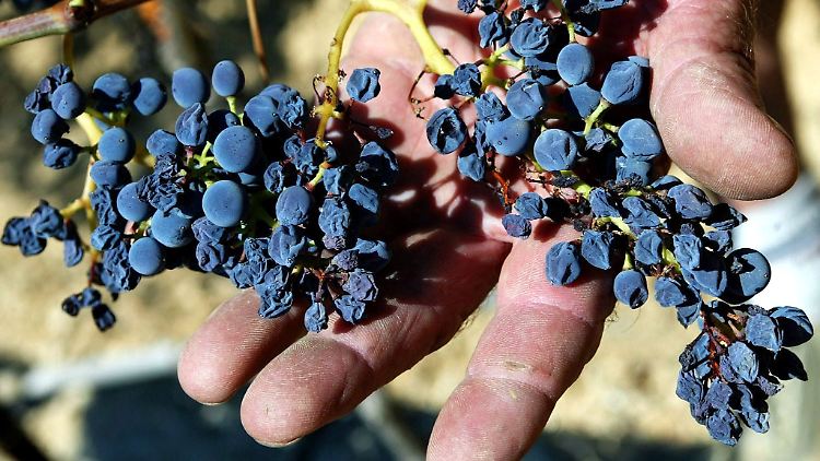 Ein Winzer aus Frankreich zeigt blaue Trauben, die aufgrund einer anhaltenden Hitzewelle 2003 fast völlig verdorrt sind.
