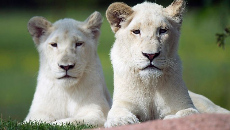 Raubtiernamen haben bei Mac-Betriebssystemen Tradition: Die Mac OS X 10.1 erschein 2001 unter dem Codenamen Puma, es folgten Jaguar, Panther, Tiger, Leopard, Snow Leopard und Lion.