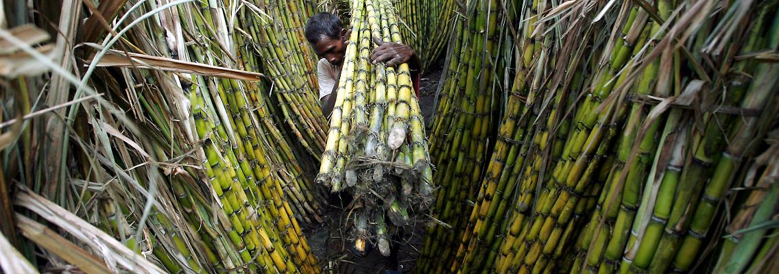 Ernte in Indien: Der Rohzucker konkurriert theoretisch mit der deutschen Zuckerrübe.