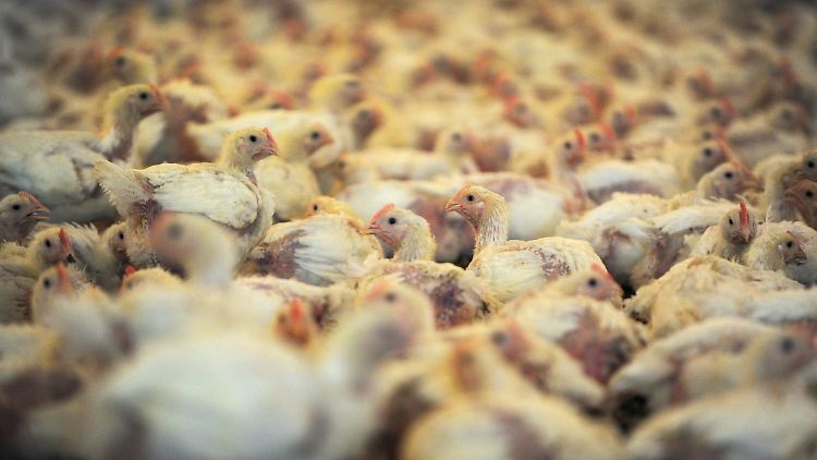 Zehntausende Tiere sind in Hähnchenställen untergebracht.