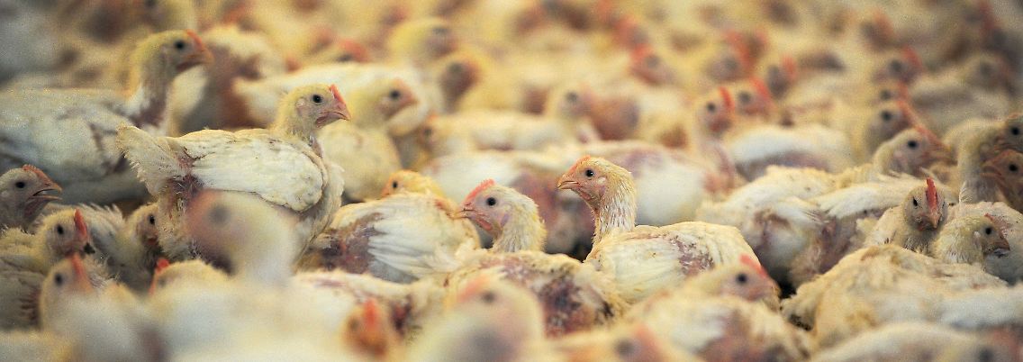 Der Antibiotika-Einsatz ist in der Tiermast gängige Praxis. Der neue Gesetzentwurf tut zu wenig dagegen, sagt der BUND.
