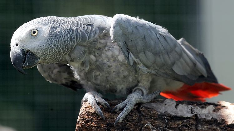 Graupapgeien sind pfiffige Tierchen.