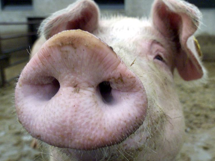 Von wegen Schwein gehabt. Für Nutztiere sieht es in Deutschland meist übel aus.