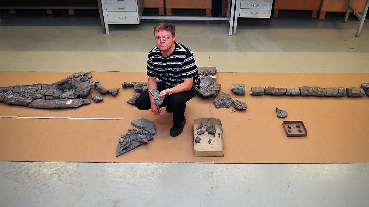 Der Paläontologe und Saurierexperte, Rainer Schoch, präsentiert das Fossil einer Fischsaurierart mit dem Namen "Schwäbischer Seedrache" im Naturkundemuseum in Stuttgart.