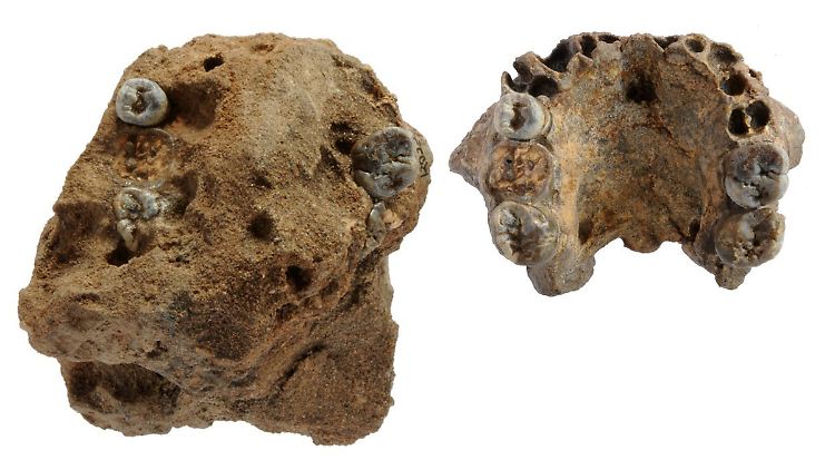 Das undatierte Foto zeigt einen von Paläontologen entdeckten Kiefer vor (l) und nach der Präparierung.