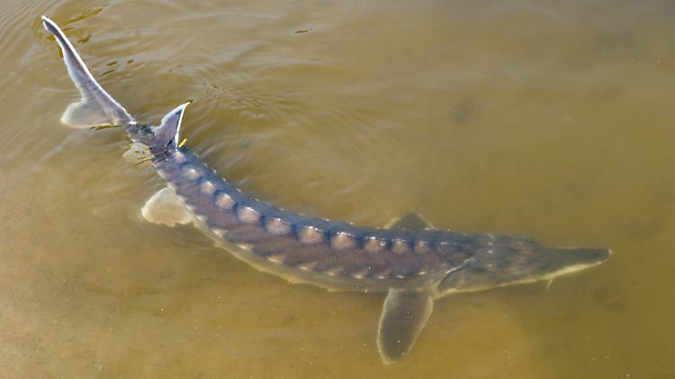 Bedrohter Ostsee-Stör (Acipenser oxyrinchus): In Europa ist mehr als jede dritte bekannte Art von Süßwasserfischen vom Aussterben bedroht.