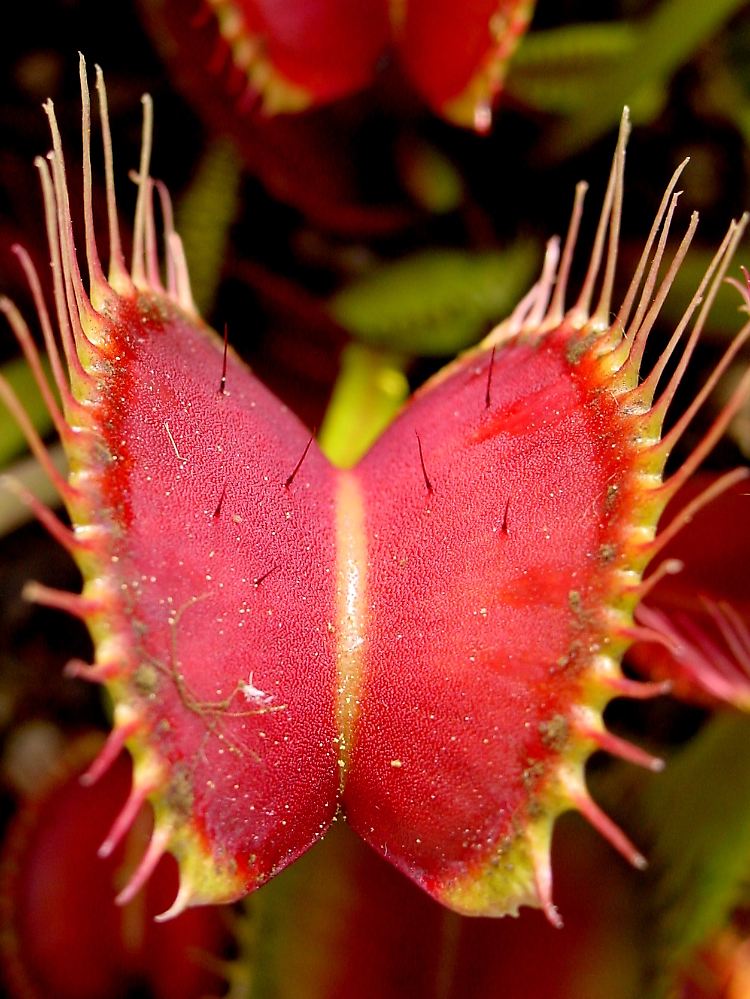 Ein Fangblatt der Venusfliegenfalle.