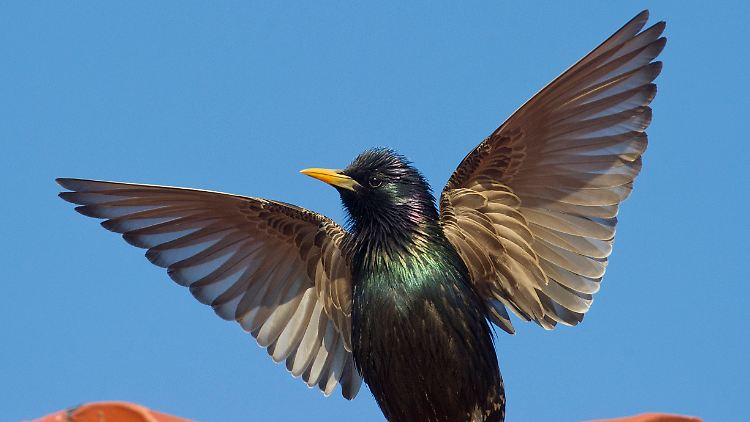 Der Star ist heute einer der am häufigsten vorkommenden Vogelart der Welt.