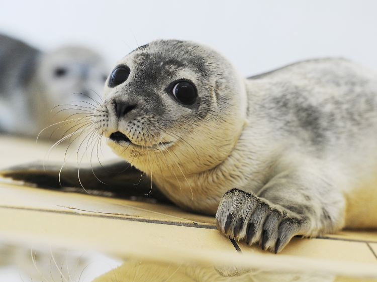 Ab Juni liegen die Heuler auf Sandbänken im Wattenmeer, Besucher können sie von Kutterfahrten aus beobachten.