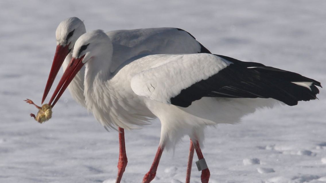 Die Störche Romeo und Julia bekommen im Winter als zusätzliche Nahrung Futter-Küken ausgelegt.