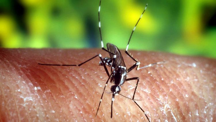 Der Stich einer Anophelesmücke kann die tödliche Krankheit Malaria übertraqen.
