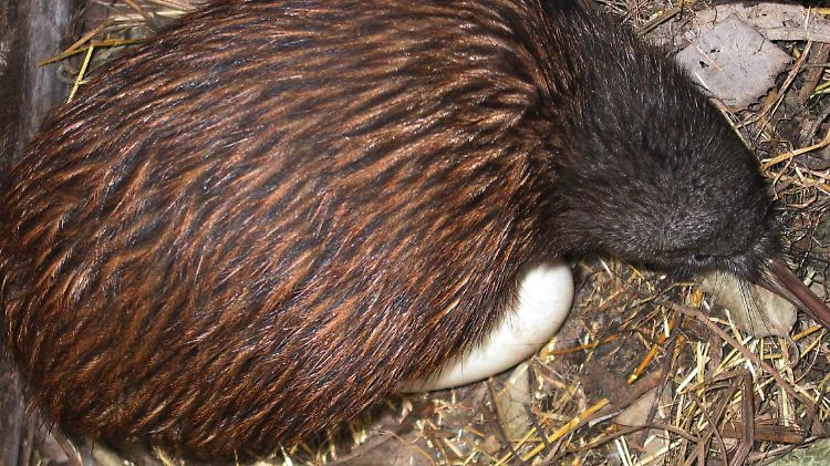 Max tut alles für sein Ei: Bei den Kiwis brüten die Männchen die Eier aus.