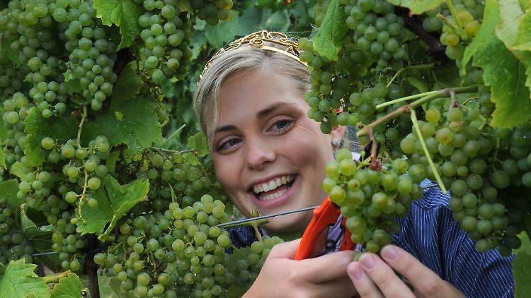 Königliche Lese: Auch die pfälzische Weinprinzessin Melanie Wilhelm hilft bei der Ernte der Trauben.