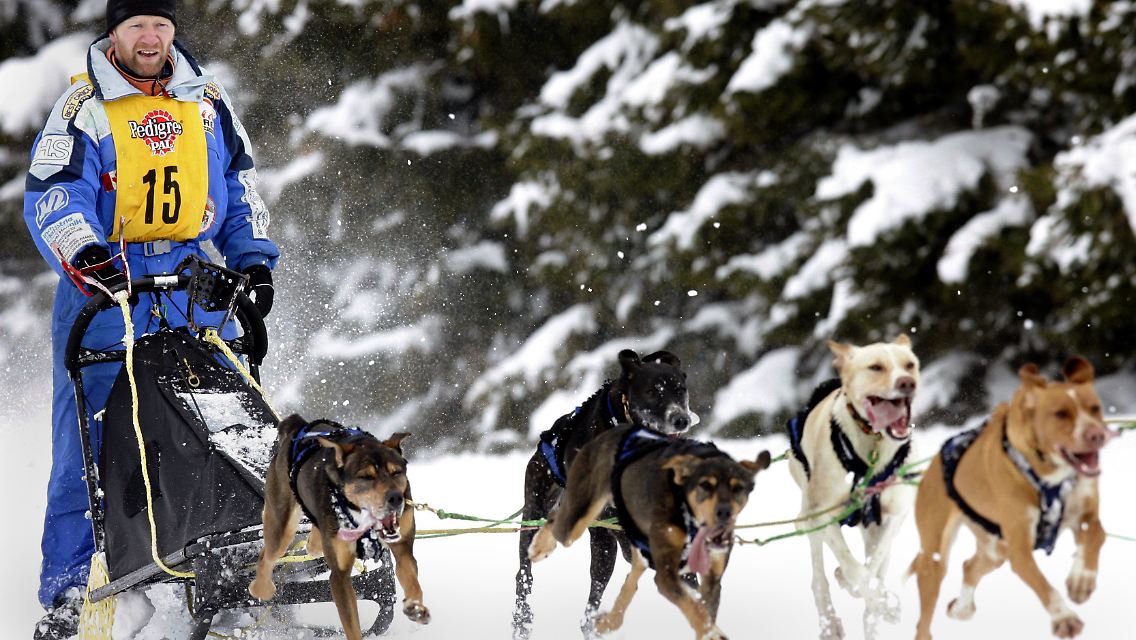 Ein so genannter "Musher" in Winterberg mit seinem Hundeschlitten-Gespann. (Archivbild)