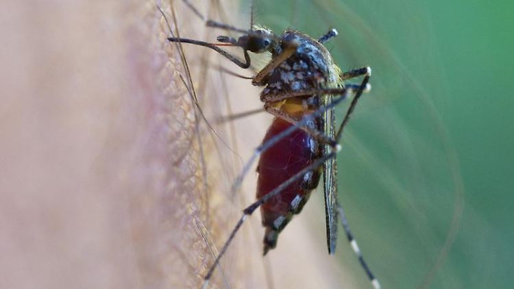 In Brasilien ist die Tigermücke weit verbreitet - und diese überträgt das mitunter tödlich verlaufende Dengue-Fieber.