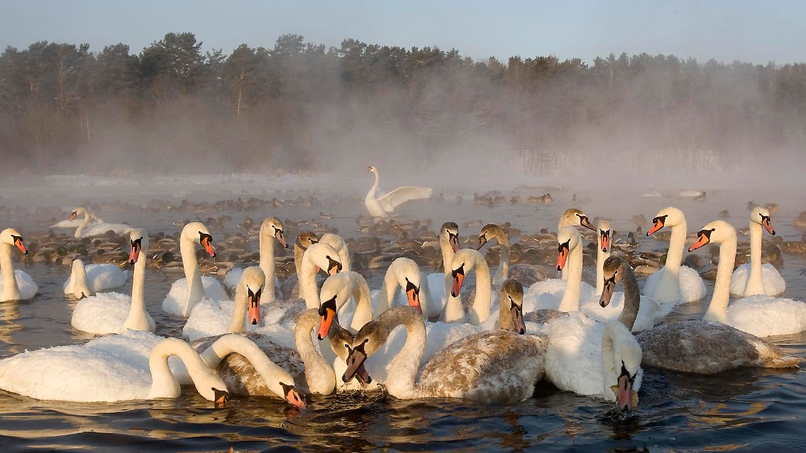 Schwanensee in Minsk: Zwischen Russland und Weißrussland ist wieder Tauwetter angesagt.