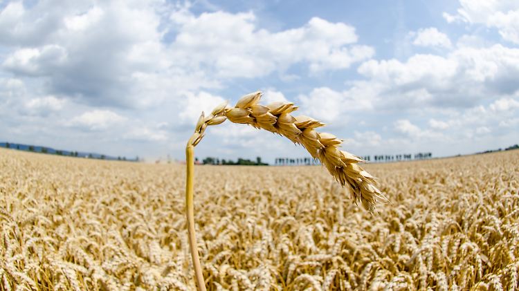 Die Ernte könnte lebensgefährlich werden.