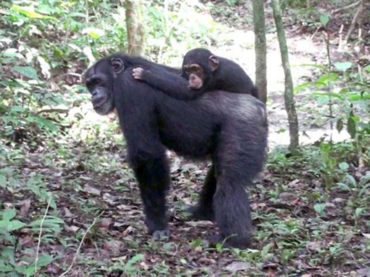 Schimpansen in freier Wildbahn halten zusammen, um drohenden Gefahren zu trotzen.