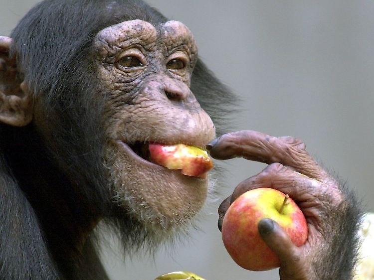 Keinen Grund zu teilen: Im Zoo gibt's genug für alle.