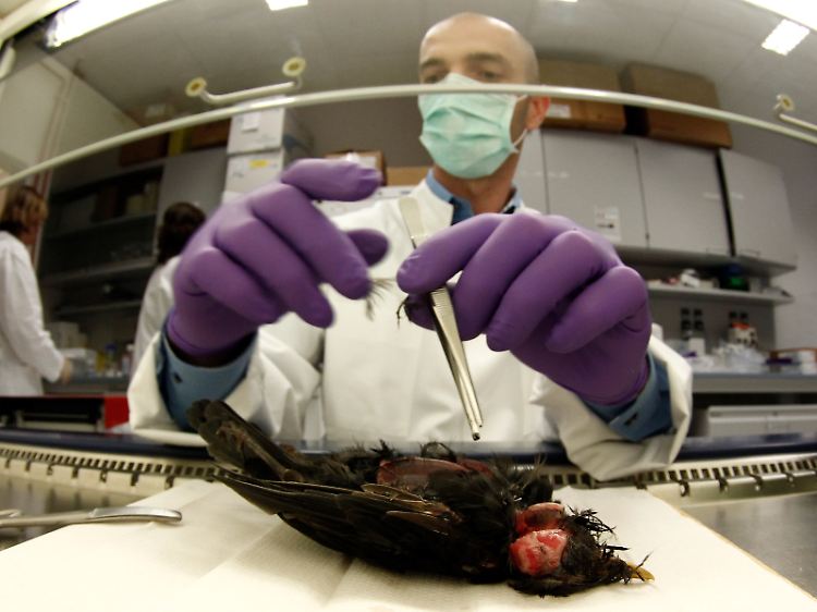 Bisher waren nur Vögel von dem Virus betroffen - jetzt ist er erstmals beim Menschen nachgewiesen worden.