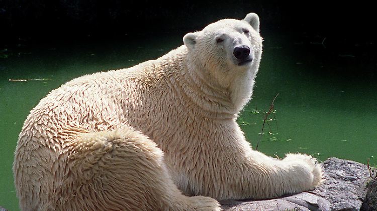 Laut Peta ist die Zoohaltung von Eisbären ein schwerer Verstoß gegen das Tierschutzgesetz.