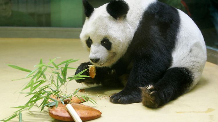 Mit 34 Jahren war Bao Bao der älteste lebende männliche Bambusbär der Welt.