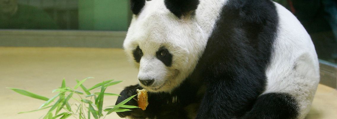 Mit 34 Jahren war Bao Bao der älteste lebende männliche Bambusbär der Welt.