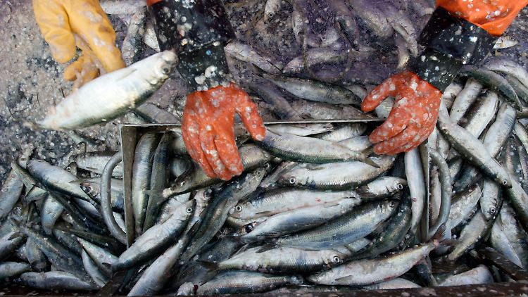 Fischerei plündert die Weltmeere: Fast überall werden mehr Fische gefangen, als natürlich nachwachsen können.