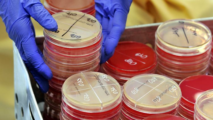 Bakterienkulturen: Auch am Universitätsklinikum Leipzig gab es seit 2010 zahlreiche bakterielle Infektionen. Insgesamt steckten sich 58 Menschen mit dem Keim KPC (Klebsiella pneumoniae) an, der gegen viele Antibiotika resistent ist. 