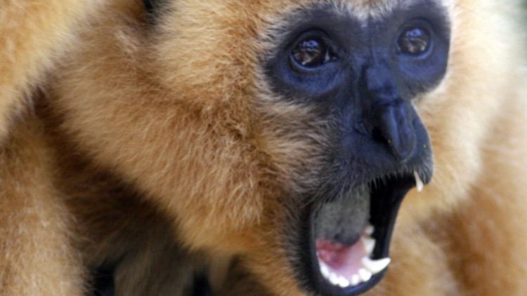 Klingt wie Katzengeschrei, hat aber die Qualität eines Sopranisten: Gibbons bewegen ihre Stimmbänder wie Profis.