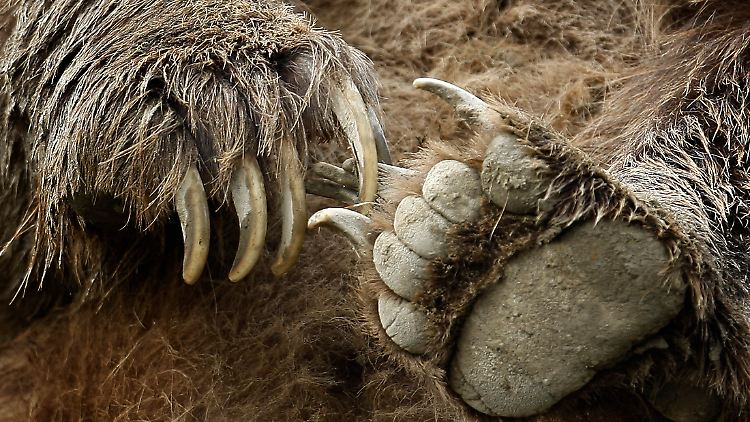Tödliche Krallen: Die Pfoten eines Grizzlybären.