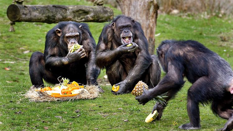 Schimpansen in einem Safaripark in Hilvarenbeek, Niederlande.
