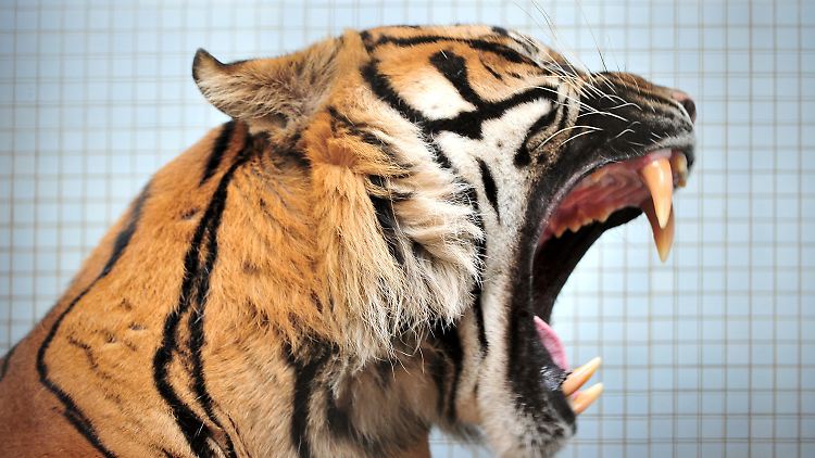 Der Tiger scheint zu brüllen: "Ich will hier raus!"