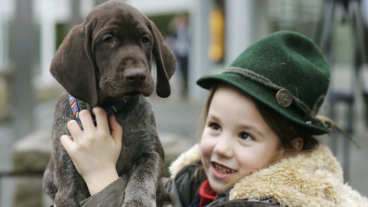 Eigentlich gelten Deutsch-Kurzhaar als ruhige Tiere. Hier ein Welpe bei einer Tierschau in Dortmund.
