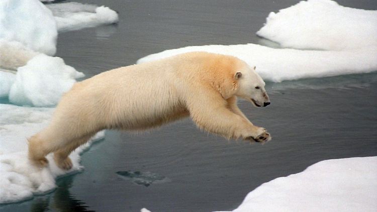 Der Klimawandel in der Arktis nimmt dramatische Ausmaße an.